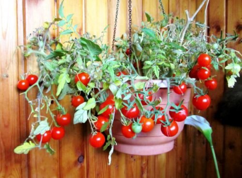 Помідори черрі сорти: опис томатів для відкритого грунту