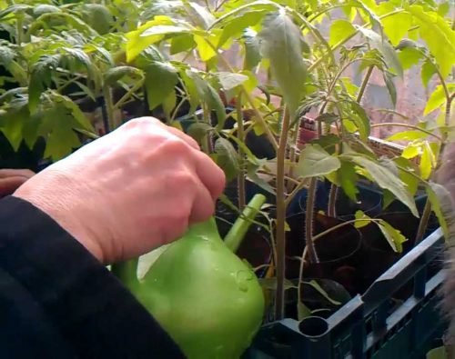 Підживлення розсади помідор після пікіровки: добриво для томатів