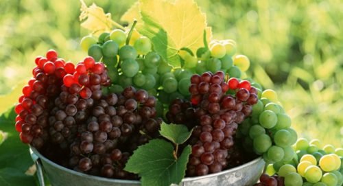 Калорійність винограду кишмиш і його корисні властивості