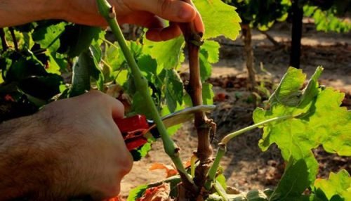 Виноград навесні в сибіру: коли відкривати, посадити, догляд
