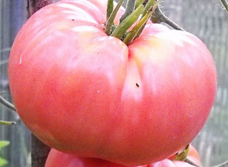 Томат Мікадо: характерні особливості рожевих помідорів