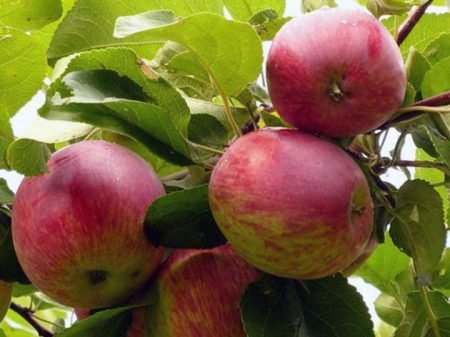 Орловське Смугасте яблуня: опис сорту, фото