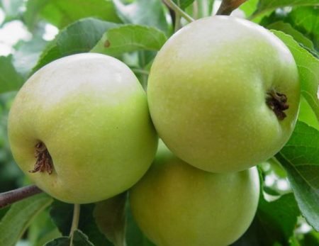 Карликова яблуня Братчуд: опис сорту, фото