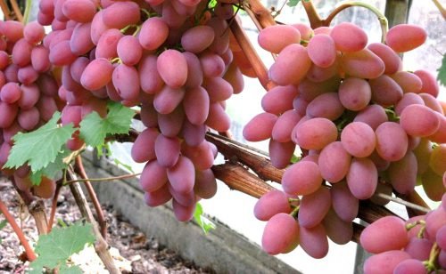 Виноград геліос: опис сорту