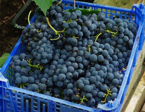 Виноград агат донський, опис сорту: урожайність, правильний догляд
