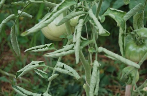 Чому скручуються верхівки у помідор, вянення томатів