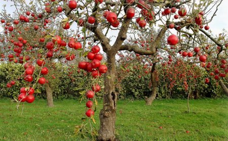 Розмноження яблуні живцями, відводками та іншими способами