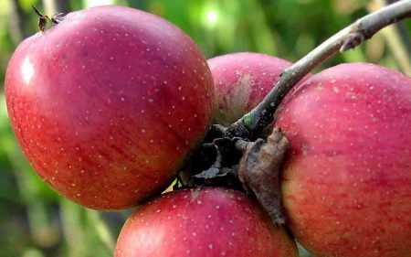 Сорт яблуні Мрія: фото та опис сорту, особливості