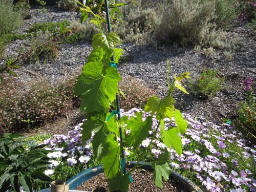 Добриво для саджанців винограду: чим підживити в квітні місяці, догляд