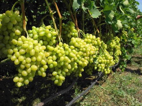 Які кращі сорти винограду: огляд, фото