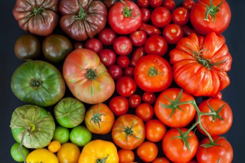 При якій температурі можна висаджувати помідори: в теплицю і в грунт