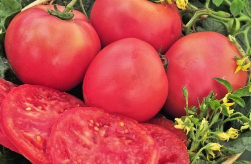 Томат рожевий гігант: характеристика та опис сорту томатів