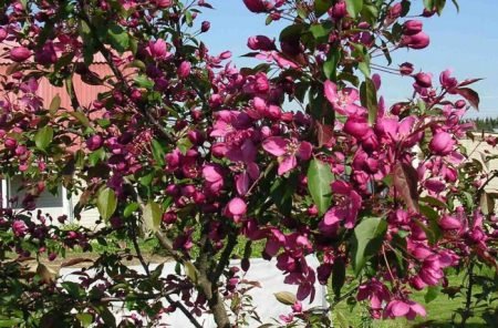 Яблуня Хелена декоративна: опис сорту, фото, вирощування