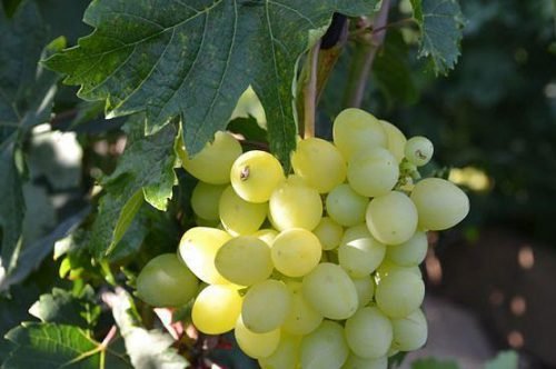 Новітні сорти винограду від павловського: нові гібридні форми, фото