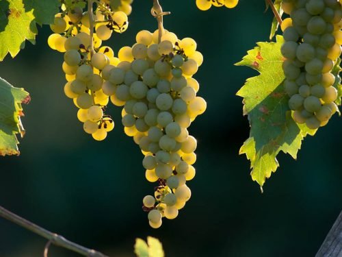 Жовтий сорт винограду: фото, опис