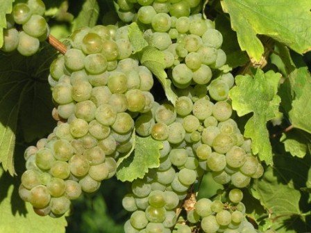 Сорти угорського винограду: опис