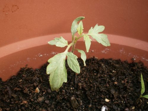 Пікіровка томатів: як пікірувати помідори, стан розсади в квітні
