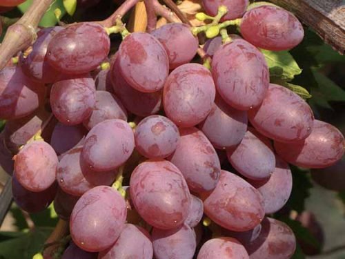 Виноград вікторія, опис сорту: біла, рожева, румунська