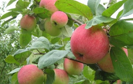 Яблуня Свіжість: опис сорту, фото, особенноти вирощування