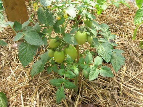 Томат чорний мавр: опис сорту помідорів