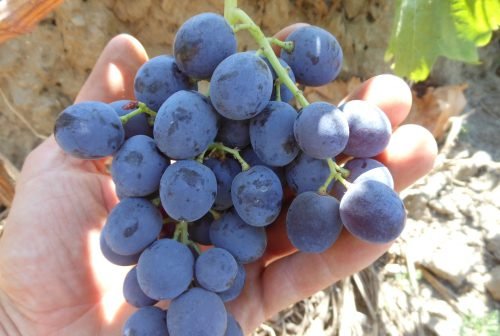 Вирощування винограду кишмиш: посадка і догляд