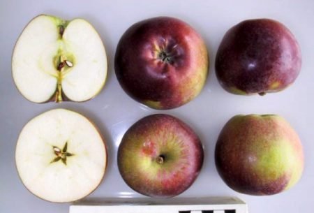 Сорт яблук Спартан: фото, опис, особливості догляду, посадки