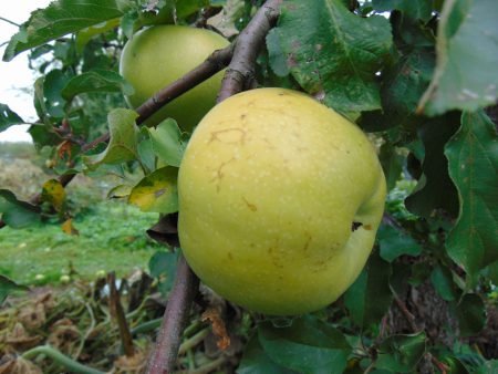 Яблуня Перемога: опис сорту, особливості вирощування, врожайність, догляд