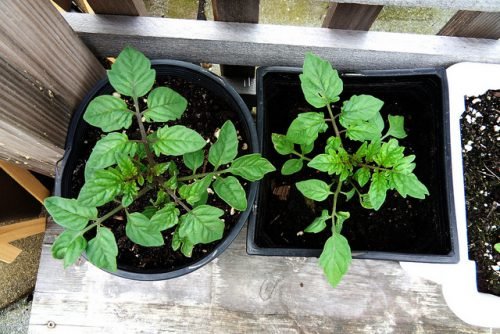 Пікіровка томатів: як пікірувати помідори, стан розсади в квітні