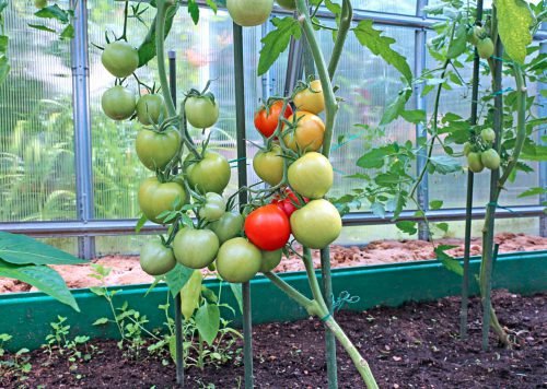 Посадка томатів у теплиці з полікарбонату: як правильно висадити розсаду