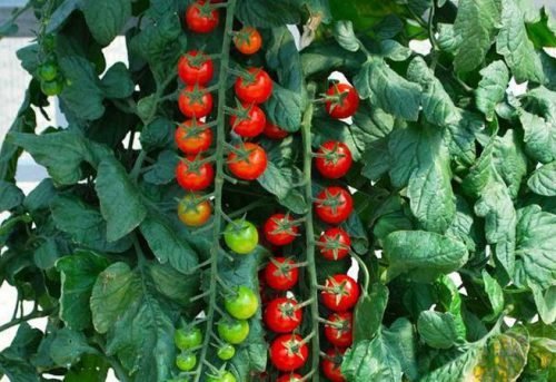 Томат рапунцель: опис сорти, вирощування на балконі
