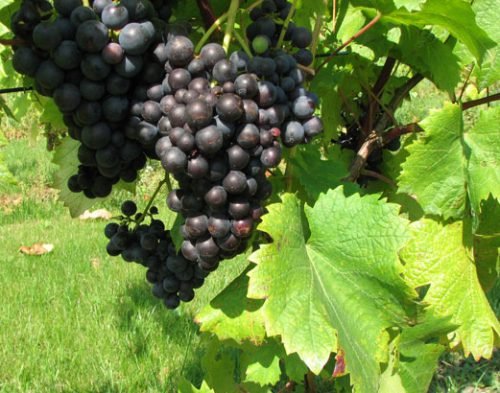 Як визначити сорт винограду: ознаки за зовнішнім виглядом, фото