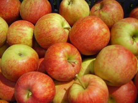 Яблука джонаголд: опис сорту, особливості вирощування
