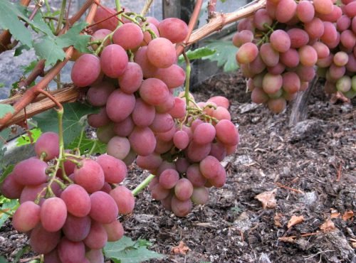 Виноград рубіновий ювілей: опис сорту