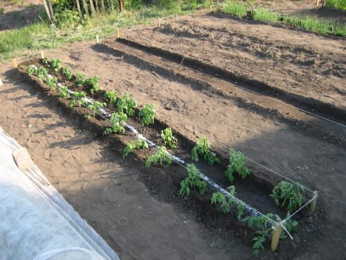 Висадка розсади томатів у відкритий грунт: у який час висаджувати томати