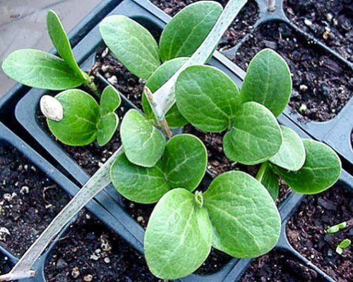 Кабачки на розсаду коли садити: прийоми обробки насіння, методи посадки