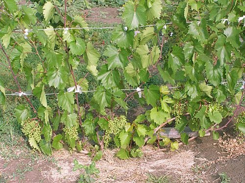 Підживлення винограду влітку: правила догляду за посадкою
