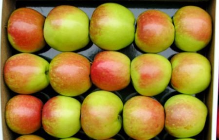 Яблуня Північний Синап: опис сорту, фото, смакові якості