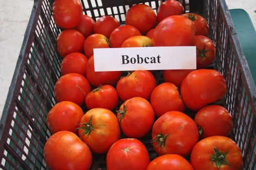 Томат бобкат: характеристика та опис сорту томатів