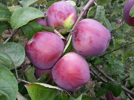 Яблуня Імант: опис сорту, догляд за фруктовим деревом, фото