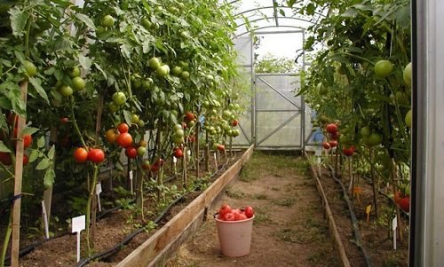 Догляд за помідорами в теплиці з полікарбонату, вибір сортів томатів