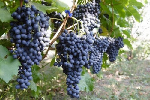 Виноград красень: опис сорту