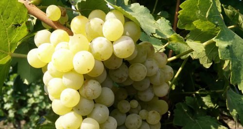 Сорт винограду перлина сабо: опис сорту