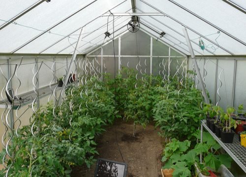 Вирощування помідорів в теплиці з пликорбанта, догляд за томатами