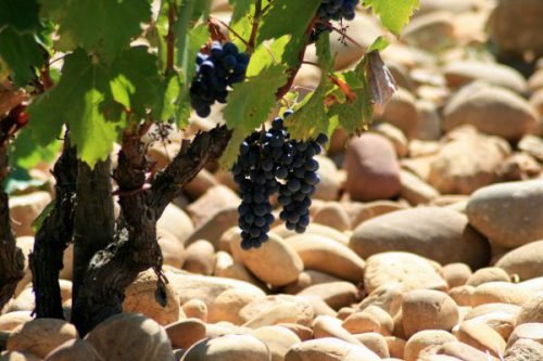 Як прискорити дозрівання винограду середнього і пізнього строку