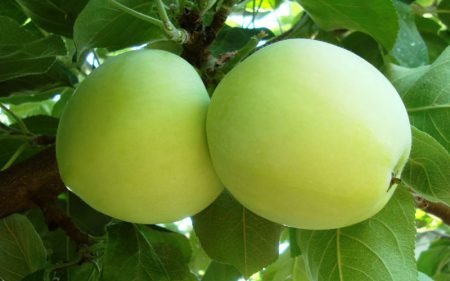 Яблука Штрифель: опис, фото, характеристики осіннього смугастого
