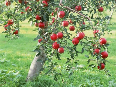 Літня обрізка яблунь: як правильно зробити, схема, поради
