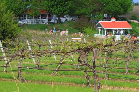 Виноградник у березні, квітні: весняні роботи