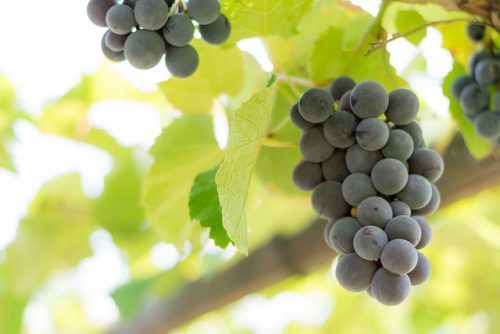 Кислий сорт винограду: різноманітність і корисні властивості