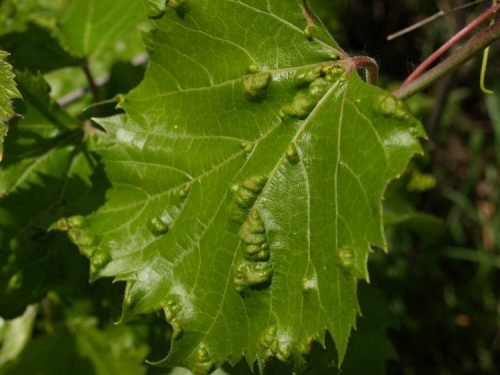 Шкідники винограду на листках: чим небезпечні