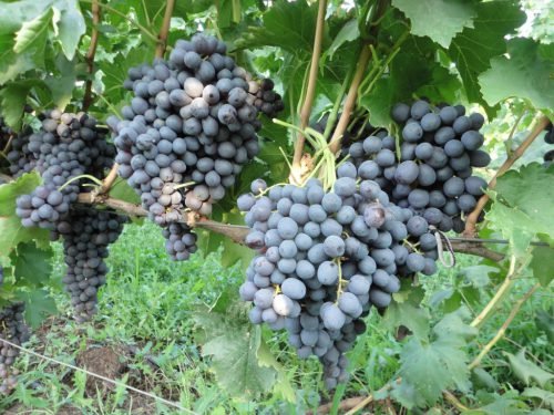 Сорт винограду яся: опис сорту